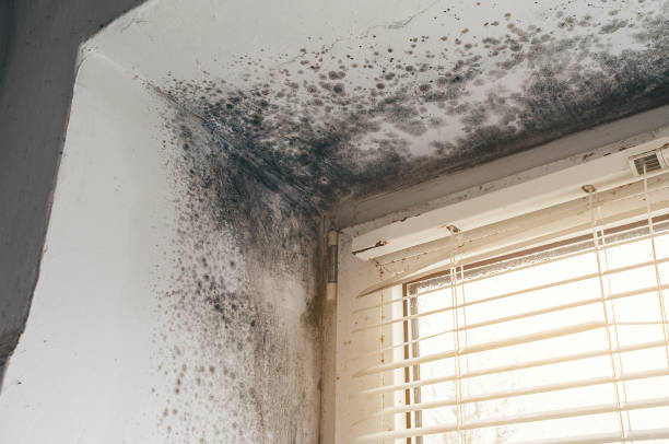 Affordable Black Mold Remediation solutions in Dallas, GA